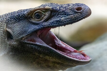 Komodo Dragon With His Mouth Wide Open