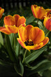 kwitnące pomarańczowe tulipany w ogrodzie na rabacie słońce