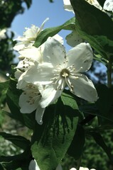 Wall Mural - White Jasmine flower with green leaf nature background