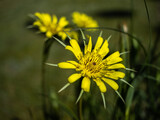 Fototapeta Dmuchawce - kwiat żółty dmuchawiec ogrodowy kwitnie płatki