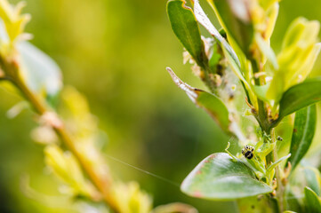 Sticker - Green leaves of boxwood and caterpillar.