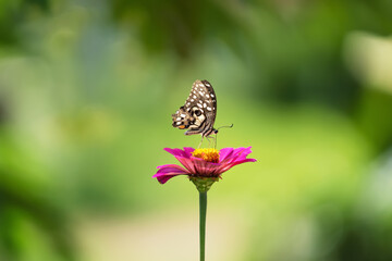 Wall Mural - butterfly with flower and sunshine