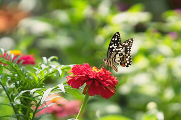 Wall Mural - butterfly with flower and sunshine