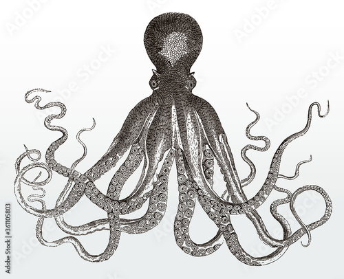 Cuadros en Lienzo Common octopus vulgaris with eight limbs, after an antique illustration from the