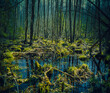 © etraveler - swamp in the woods