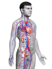 3d rendered, medically accurate illustration of the kidneys and circulatory system