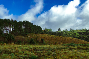 clouds over forest