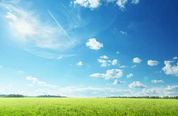 Canvas Print - field of spring grass and perfect sky