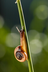 Wall Mural - Garden snail