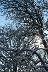 frozen tree branches in winter season