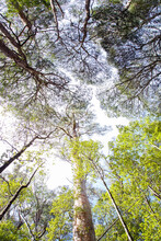 Tree Canopy Directly Overhead In A Vertical Format - Australia