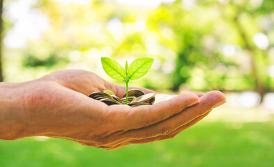 Wall Mural - growth finance concept plant growing on coin in business man hand for wealth saving money and investment success.