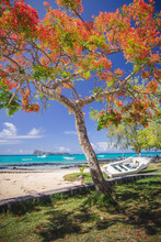 Cap Malheureux,view With Turquoise Sea And Traditional Flamboyant Red Tree,Mauritius Island