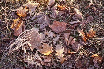 Sticker - background with autumnal  frozen leaves