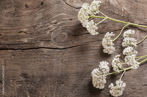 Fotomural valeriana officinalis on old dark wooden background