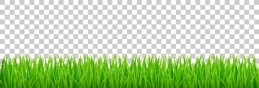 Green grass on spring lawn or field. Vector realistic border of summer meadow plants isolated on transparent background. Grassland horizontal banner - obrazy, fototapety, plakaty 