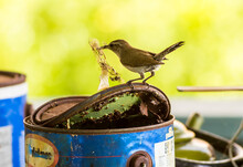Carolina Wren (Thryothorus Ludovicianus) Building Nest In Old Paint Can