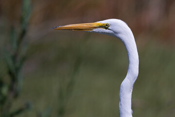 Wall Mural - A Great Egret head portrait taken while pausing during a hunt