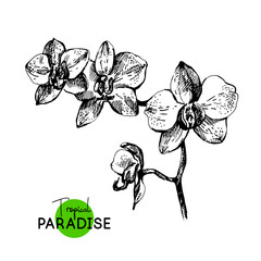 Wall Mural - Hand drawn sketch tropical paradise plant orchid flowers background. Black and white vector illustration