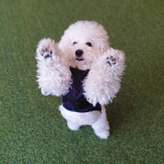 Poster - Cute white poodle puppy playing on the green ground