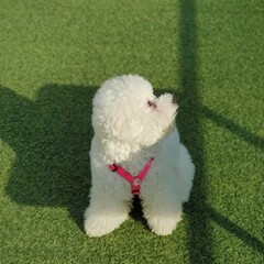 Poster - Cute white poodle puppy sitting on the green ground