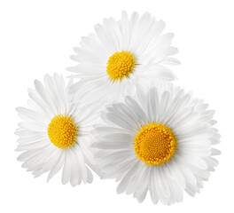 Poster - chamomile isolated on white background, clipping path, full depth of field