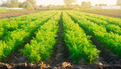 Wall Mural - Plantations of young carrots grow in the field on a sunny day. Vegetable rows. Growing vegetables. Farm. Crops Fresh Green Plant. Agriculture, farming. Carrot. Selective focus