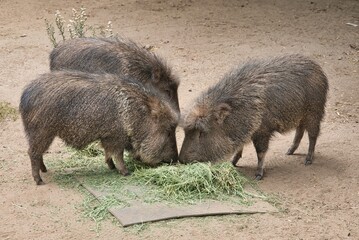 Poster - Closeup shot of peccary pigs eating grass in a zoo during daylight