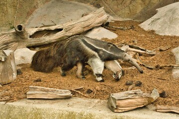 Sticker - Closeup shot of a single giant anteater walking in a zoo during daylight