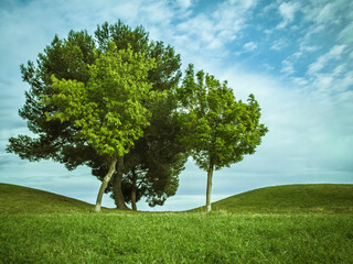 Some trees between two small hills