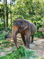 Wall Mural - Vertical shot of a cute elephant grabbing leaves with the trunk walking in the reserve