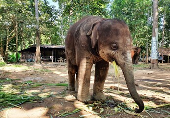 Sticker - Cute brown elephant walking in the reserve