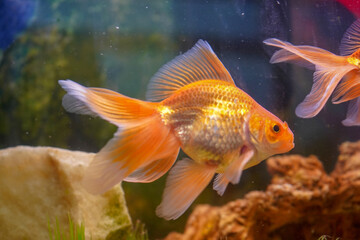 Fan tail goldfish in a fish tank