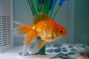 Fan tail goldfish in a fish tank