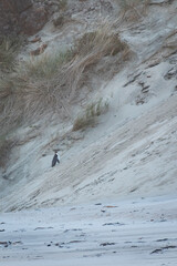 Wall Mural - Yellow-eyed penguin