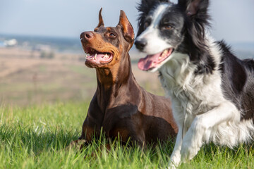 Doberman dobermann and border collie dogs lie in the green grass on a hill on a sunny day. The Border Collie moved abruptly. Horizontal orientation.