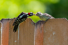 Adult Male Downy Woodpecker Feeding Baby Woodpecker While Perched On Fence