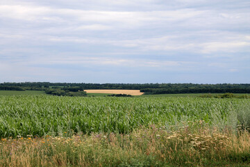 Wall Mural - field of corn