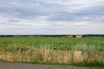 Wall Mural - corn field and blue sky