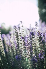 Canvas Print - Vertical shot of sage flowers in a field