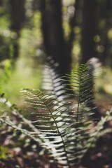 Sticker - Vertical image of a fern plant growing in the woods