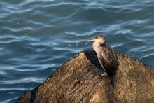 Closeup Shot Of A Phalacrocorax Or Cormorant Sitting On A Rock Near A Water