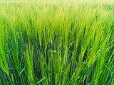Fototapeta Miasto - Close up of green barley ears