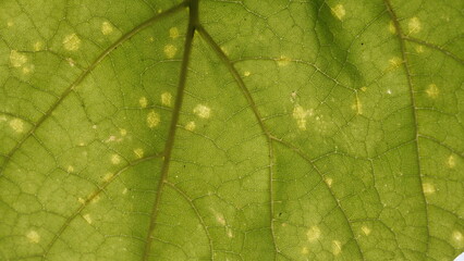 
Leaves of plants, background image for web design.