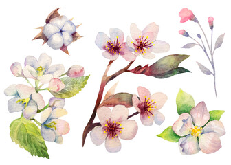 Watercolor set of blooming spring flowers. Cherry, apple, cotton. Isolate.