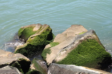 Wall Mural - moss on the rocks in the sea water