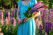 A bouquet of lupins in the hands of a young girl in a light blue summer dress