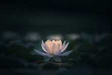White Lotus Flower Or Waterlily 