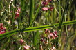 Closeup detail of a flat pea plant ( Lathyrus sylvestris ) with two green narrow leaf wings on its stem on a meadow