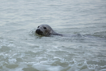 Seals in Winter on the beach, Winterton on Sea, Norfolk, UK in the evening, December 2017